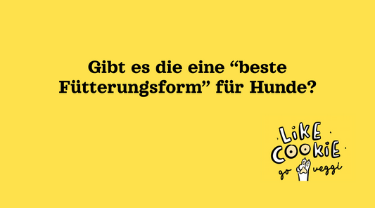 Welche Fütterungsform passt wirklich zu euch? Hund richtig füttern!